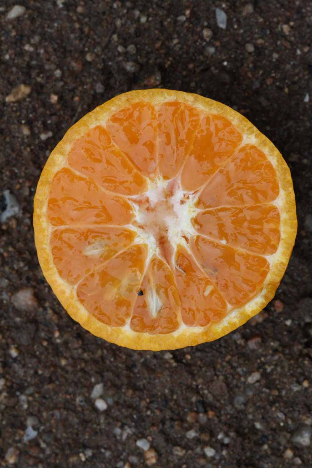            Fruit cross-section (Riverside, CA)   